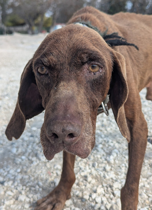 Walter