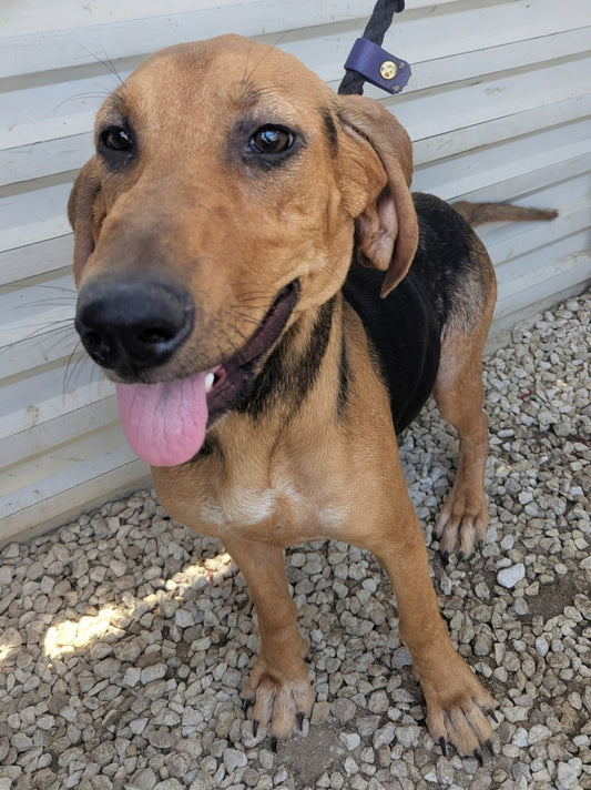 Nova