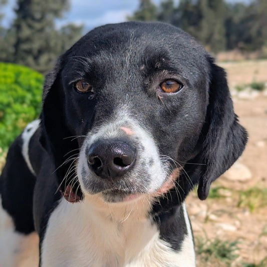 Rosie