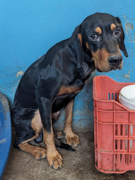Leni