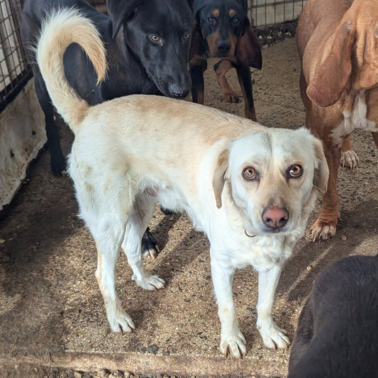 Popcorn (Max for Claire)