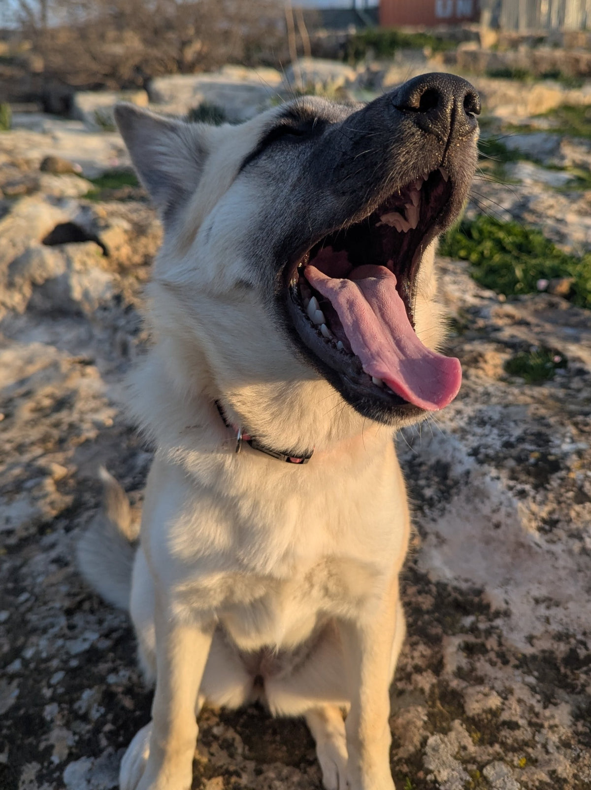 Inka