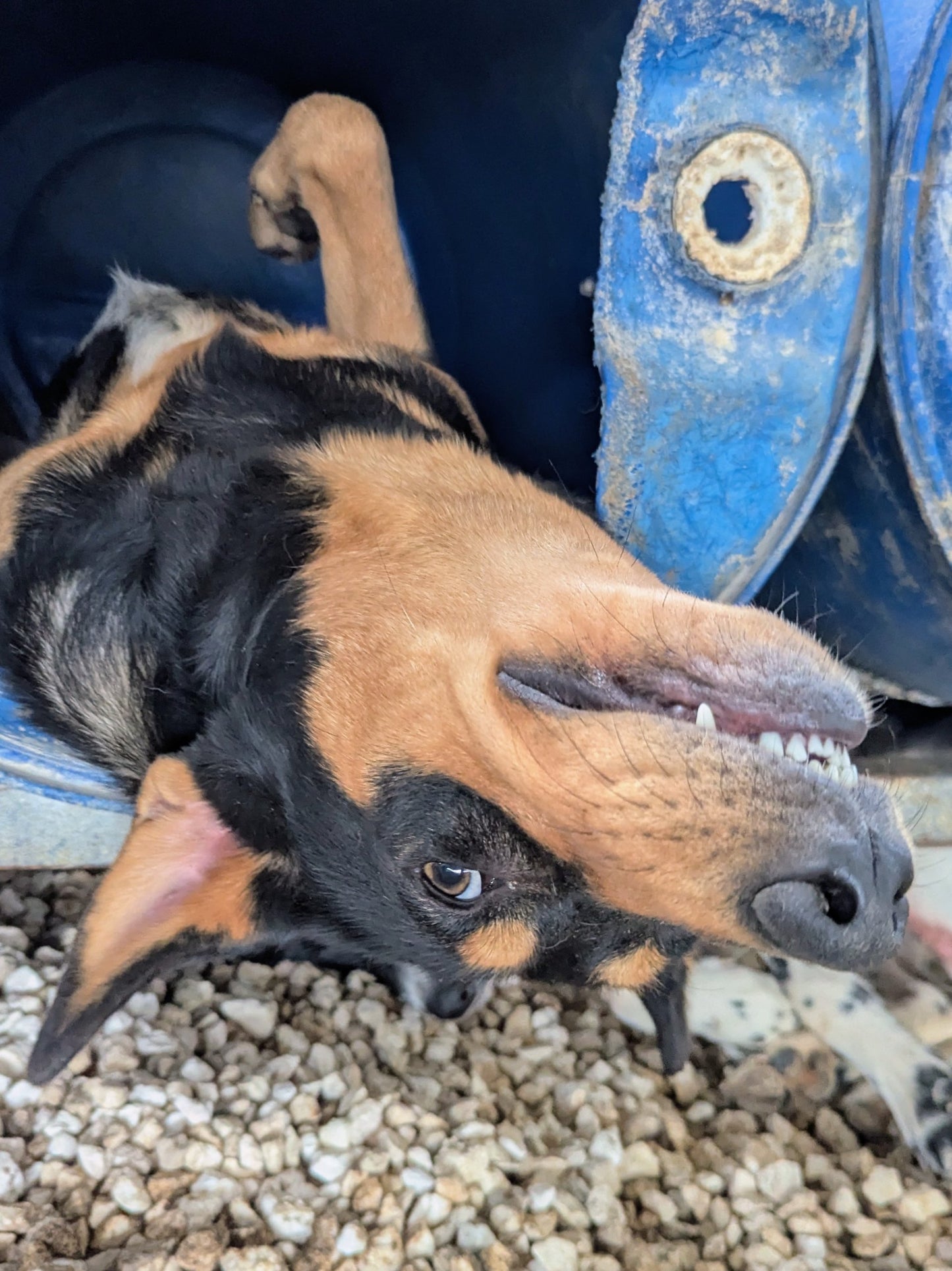 Cinnabon (Булочка)