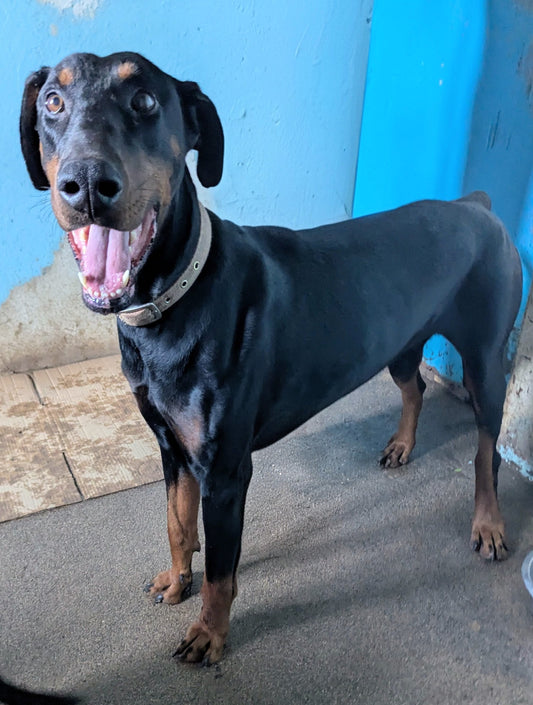 Max