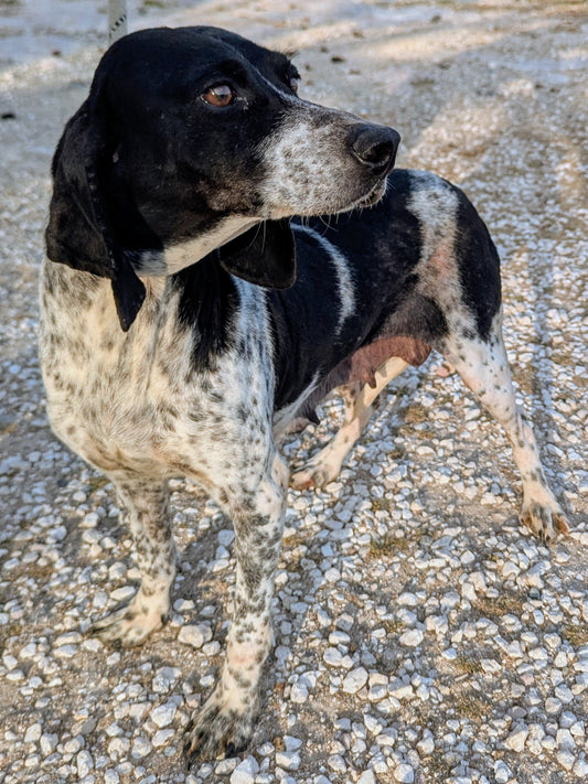 Mercie