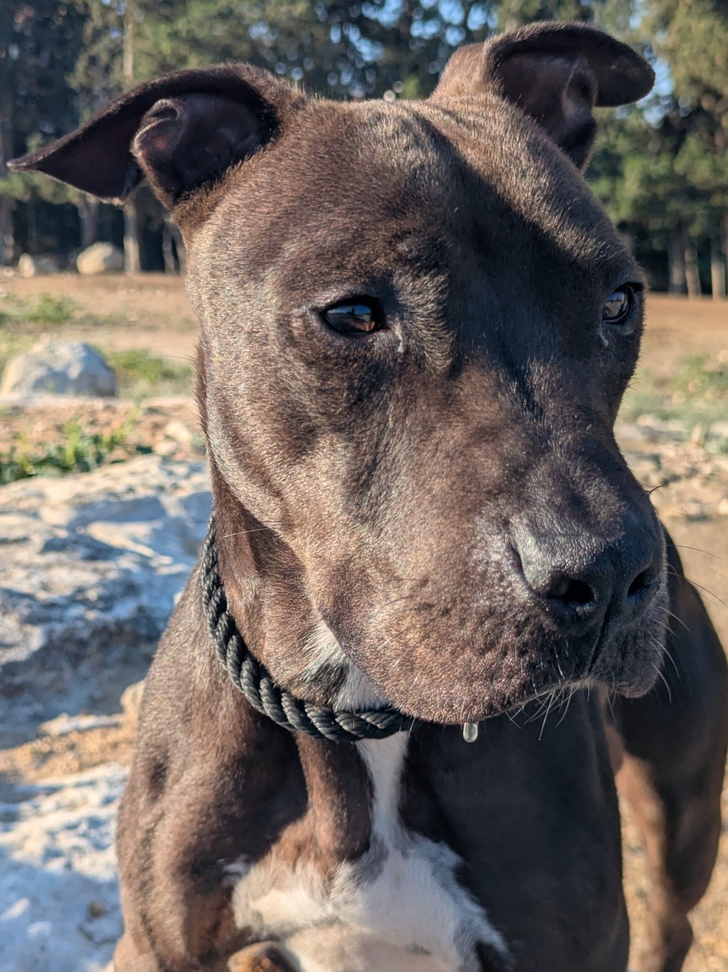 Piata
