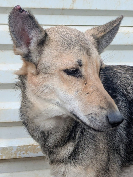 Fuji (originally Woolfie)