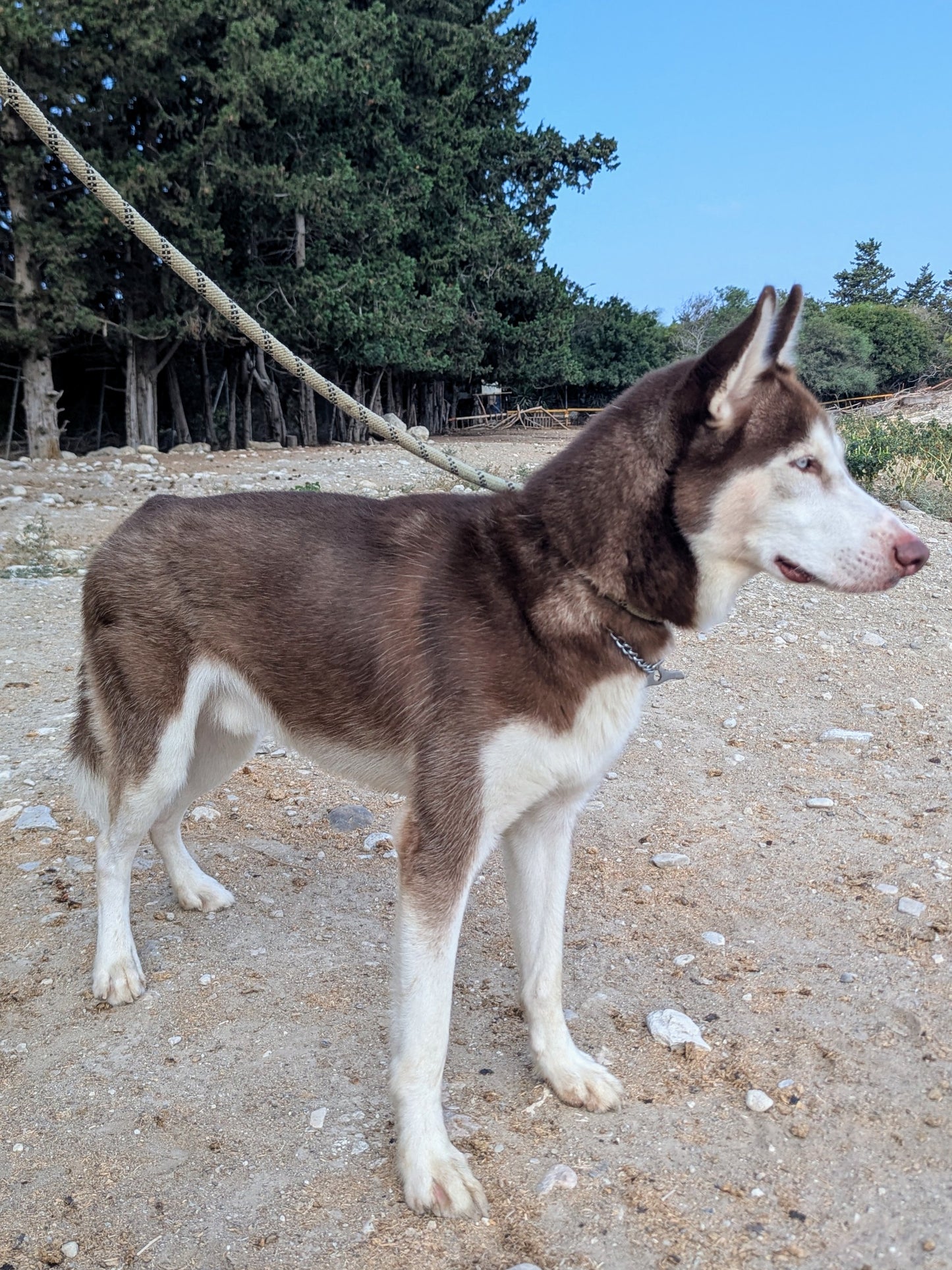 Sirius