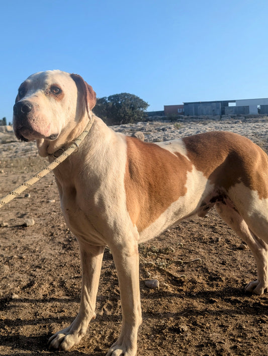 Booster (Rusty for Sumani)