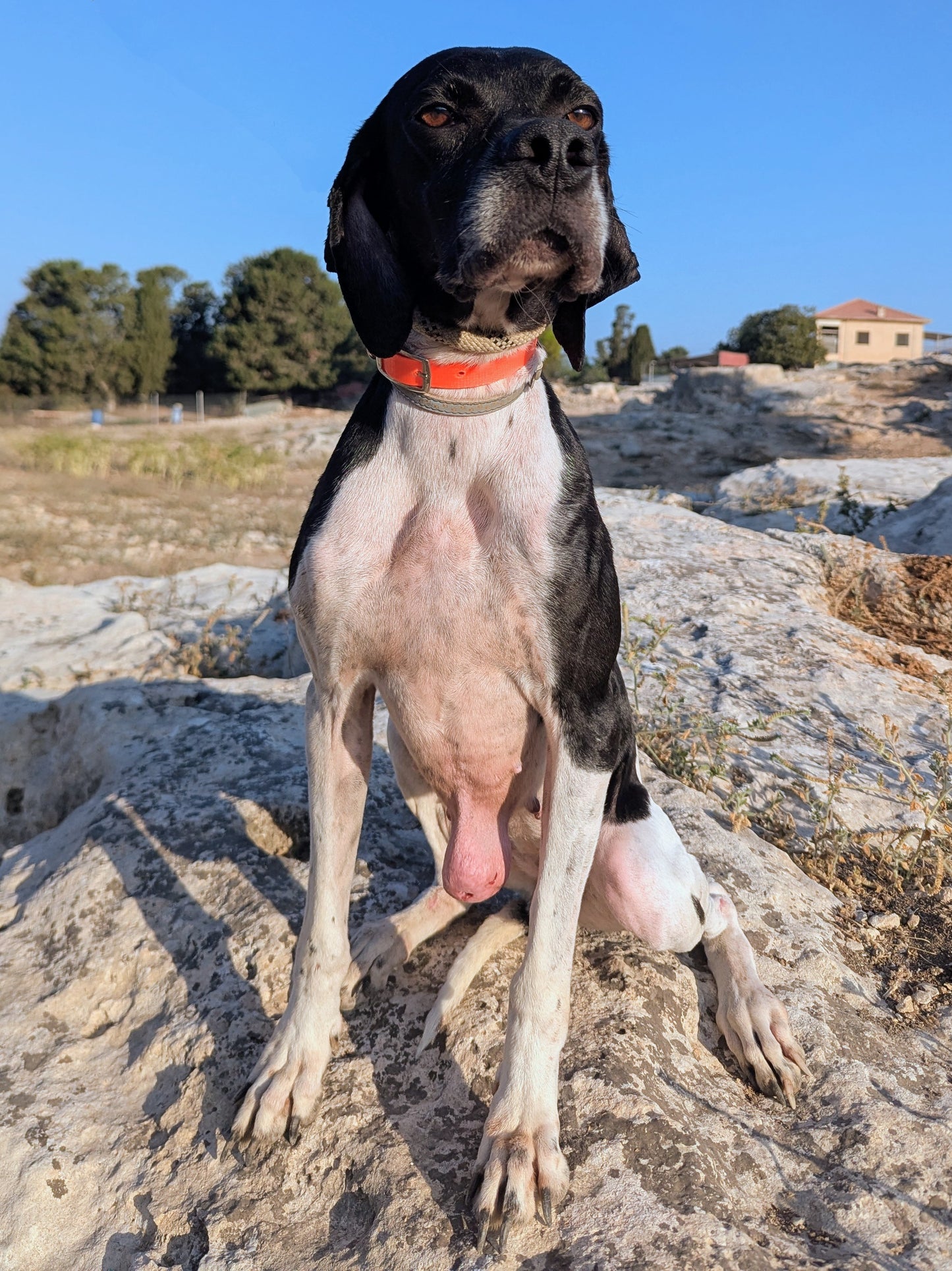 Nica