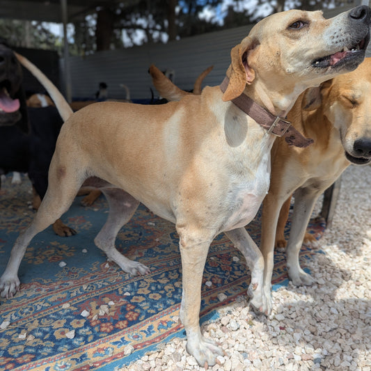 Snubby (Celine for Janice