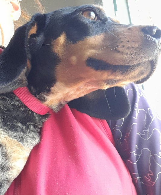 Cecilia (Carmel)