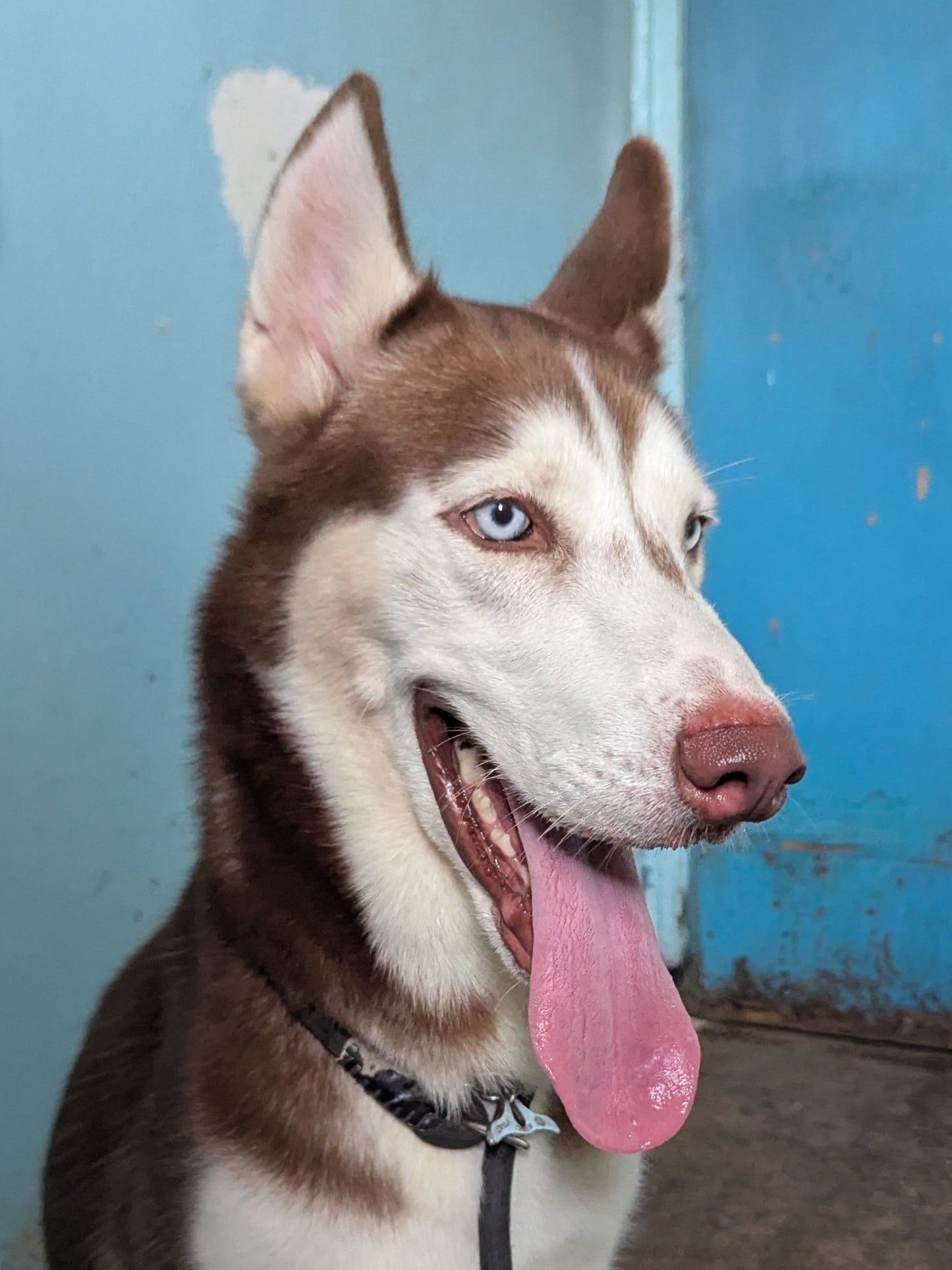 Sirius