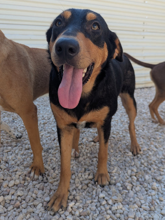 Cinnabon (Булочка)