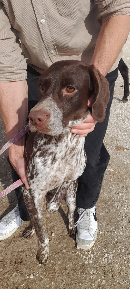 Zoe (Pointer)