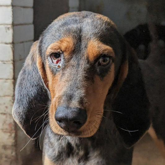 Amaretto