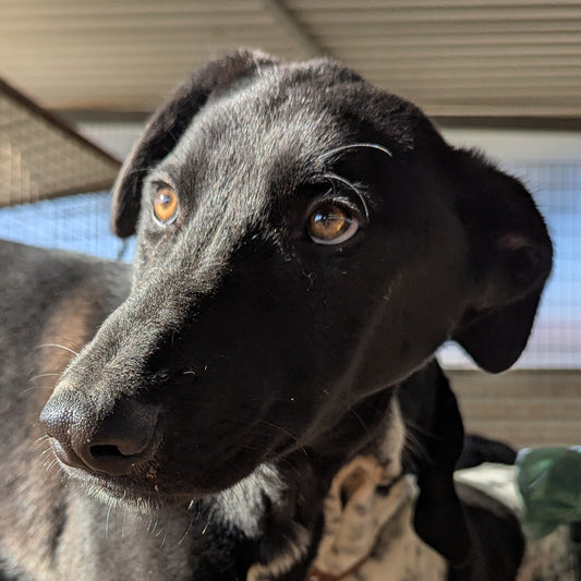 Clyde