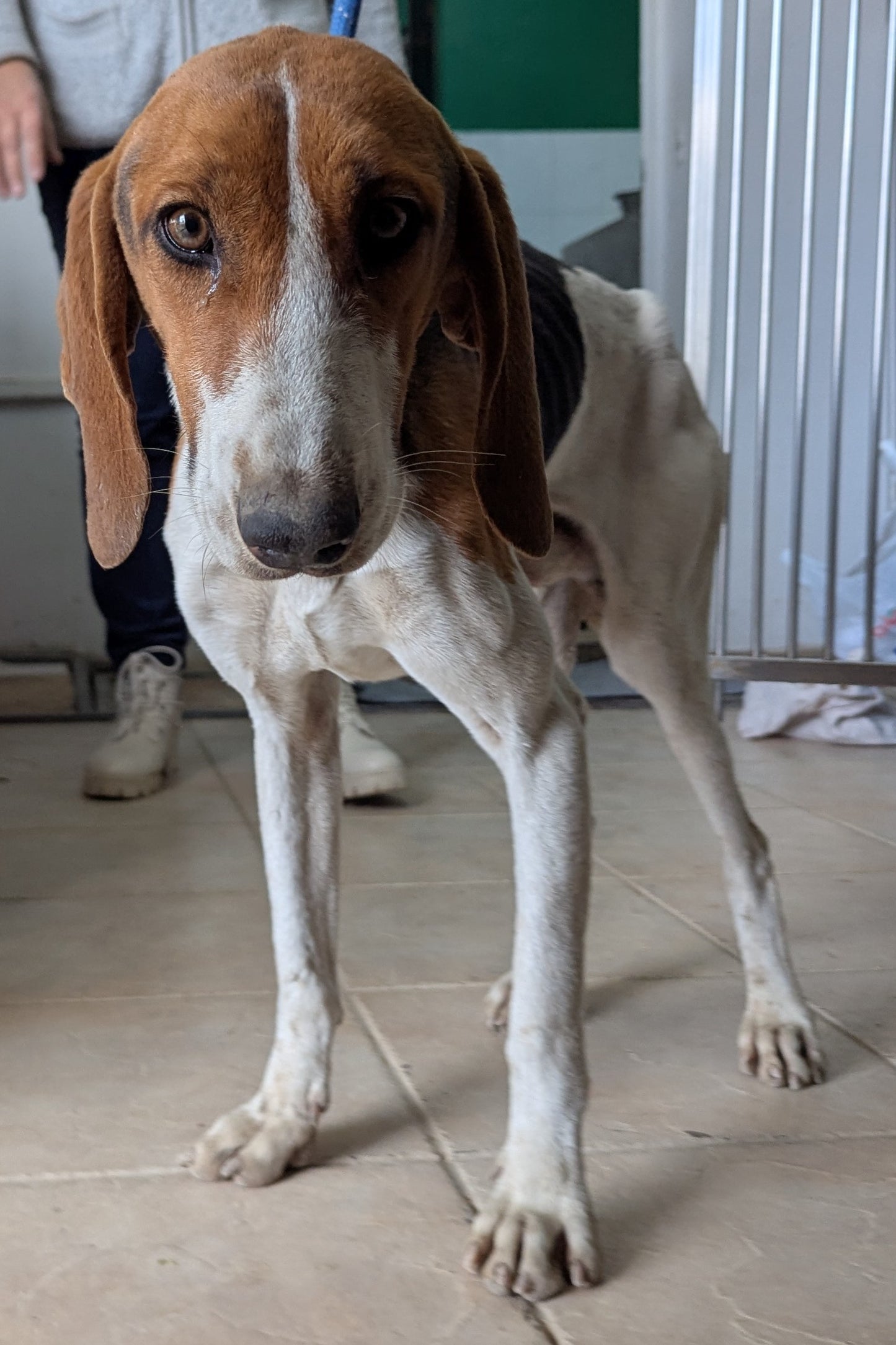 Ron