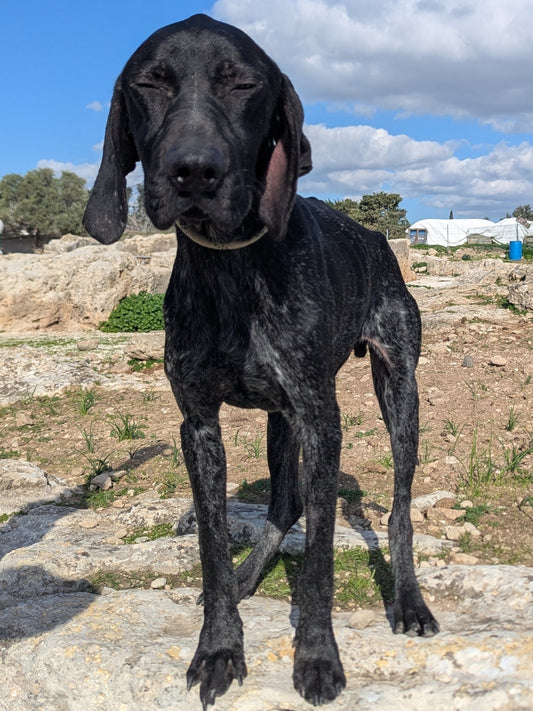 Oreo (Stelios for Margaret)