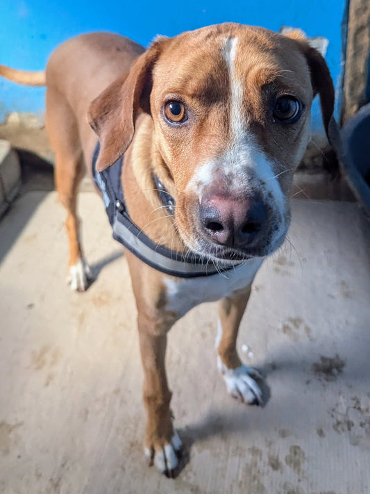 Cooper
