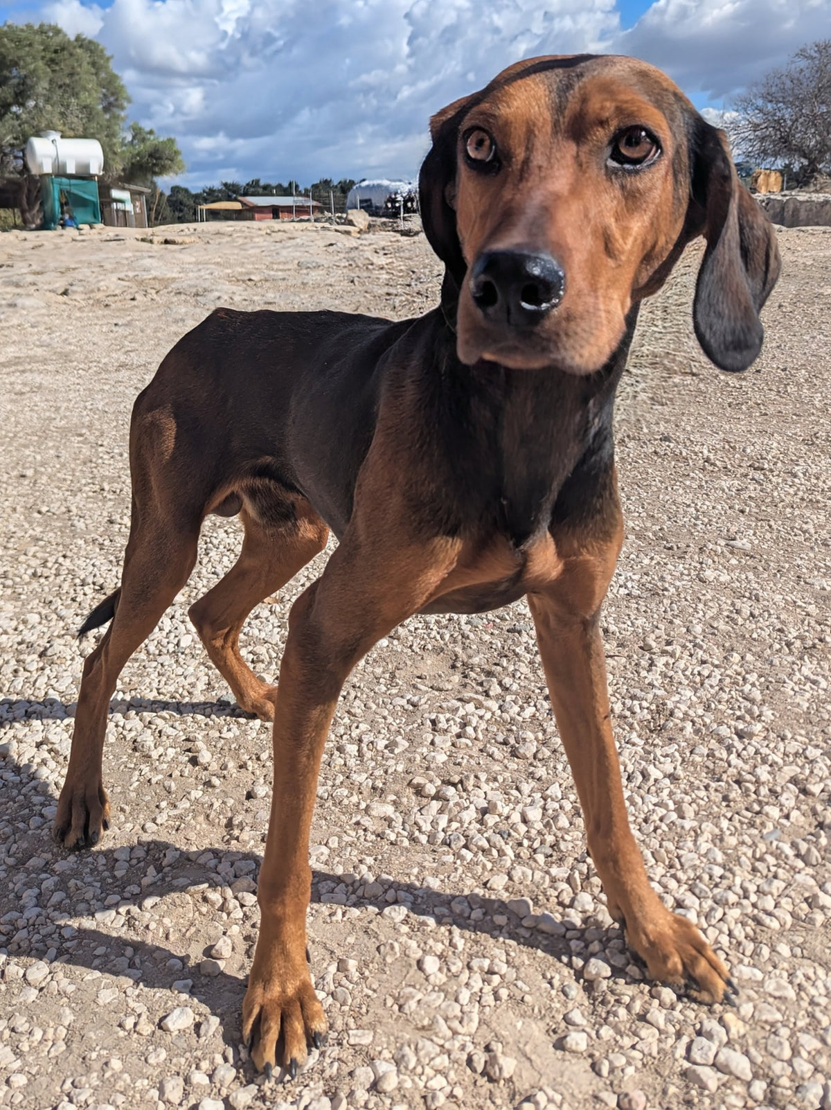 Aldo