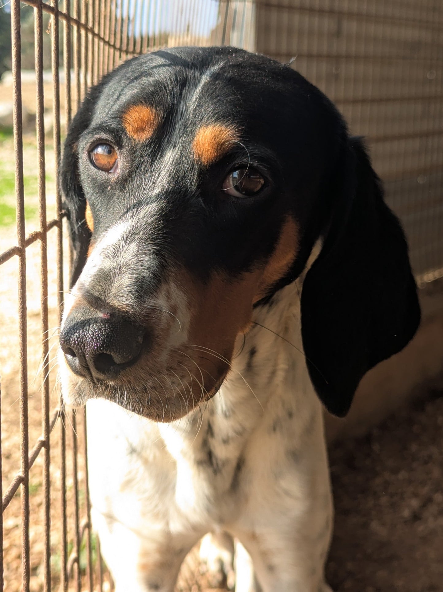 Massimo (originally Holy)