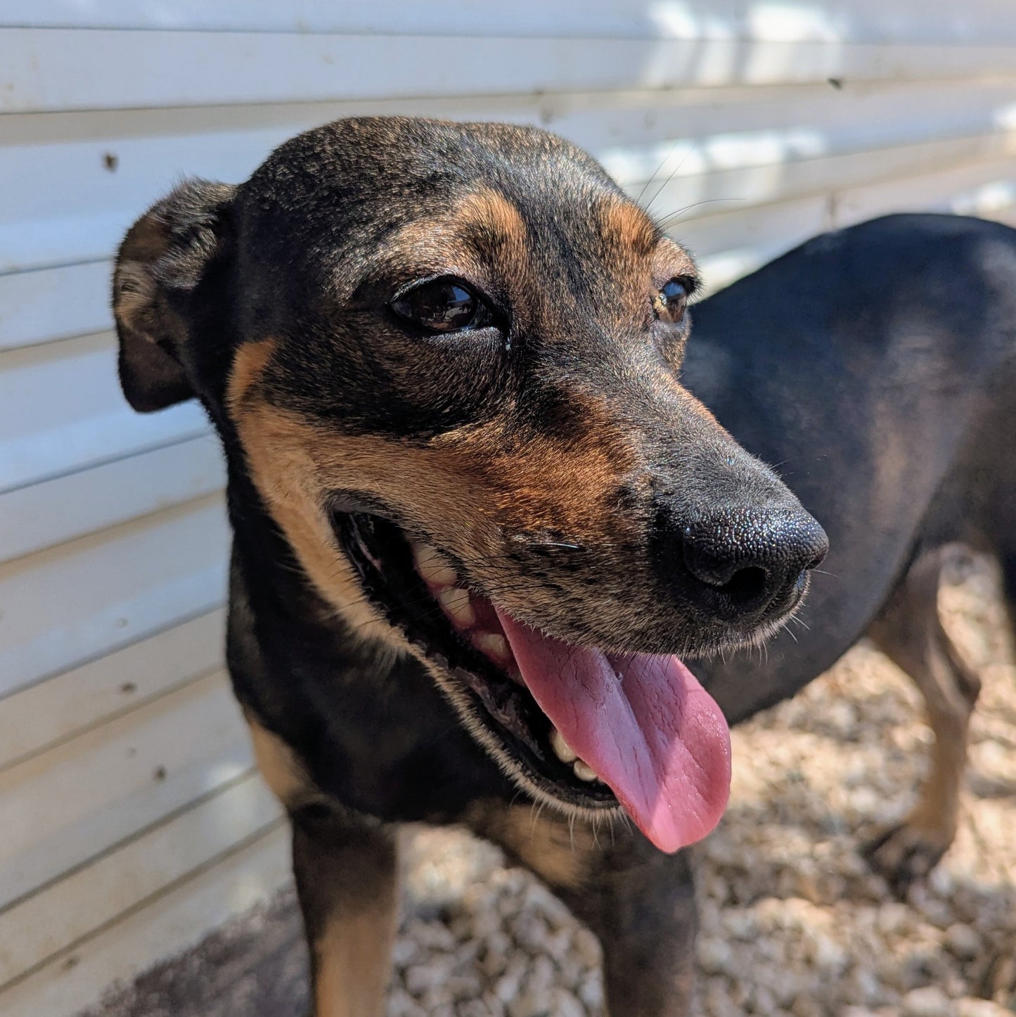 Maya