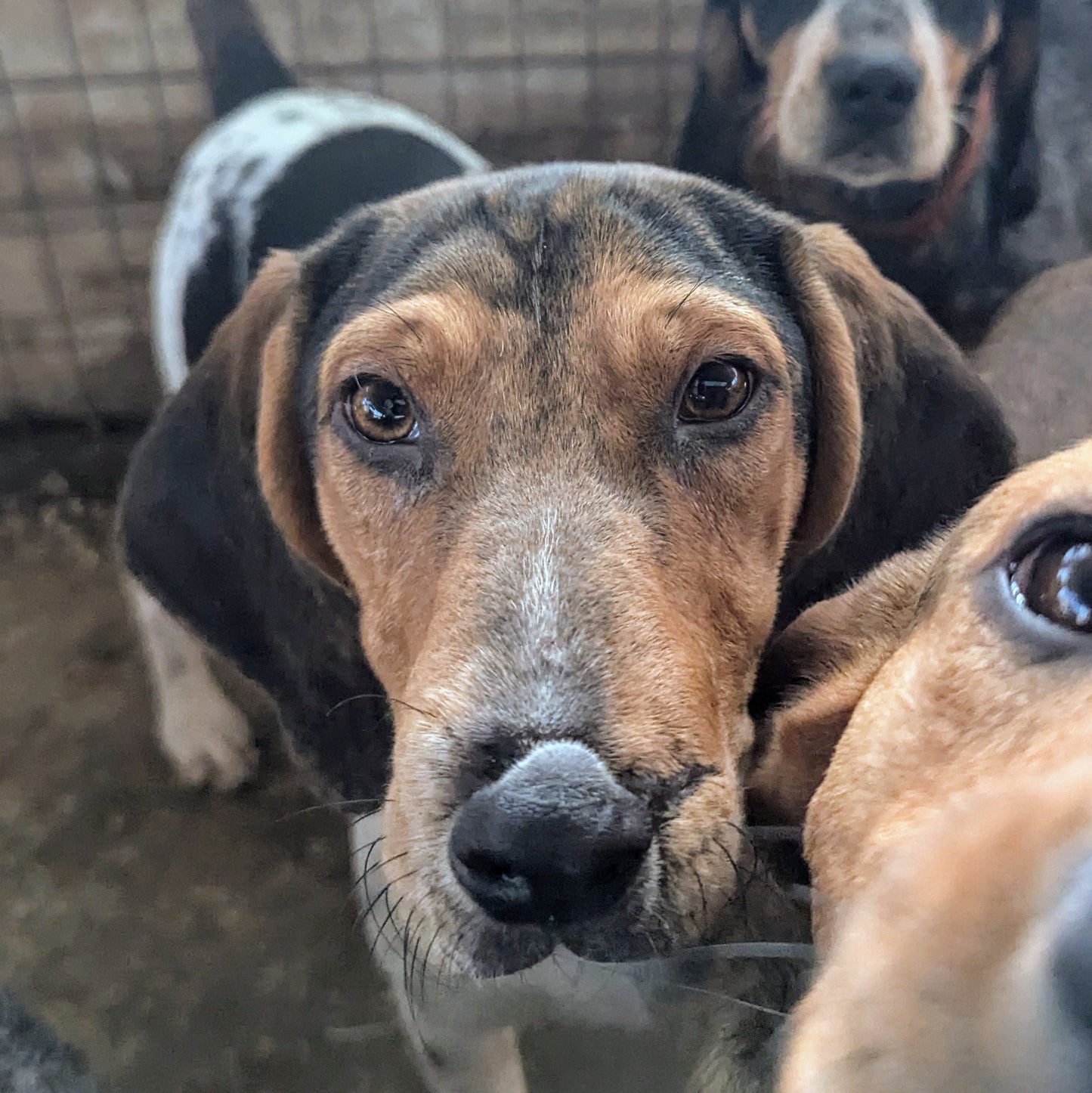 Button (Toby for Zoya)