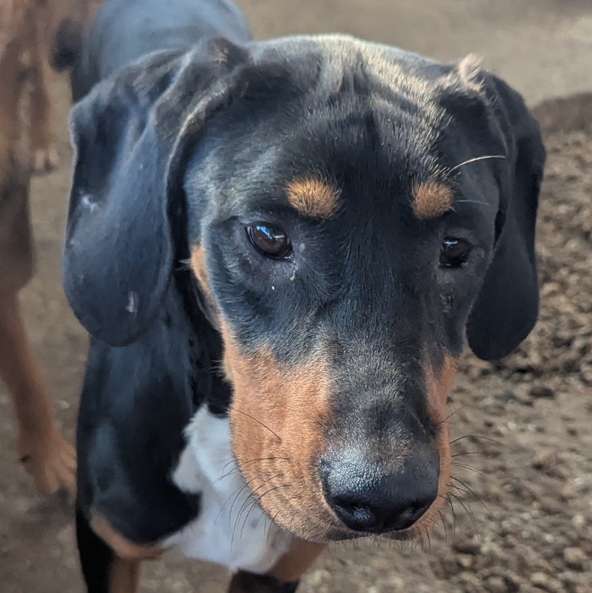 Baxter