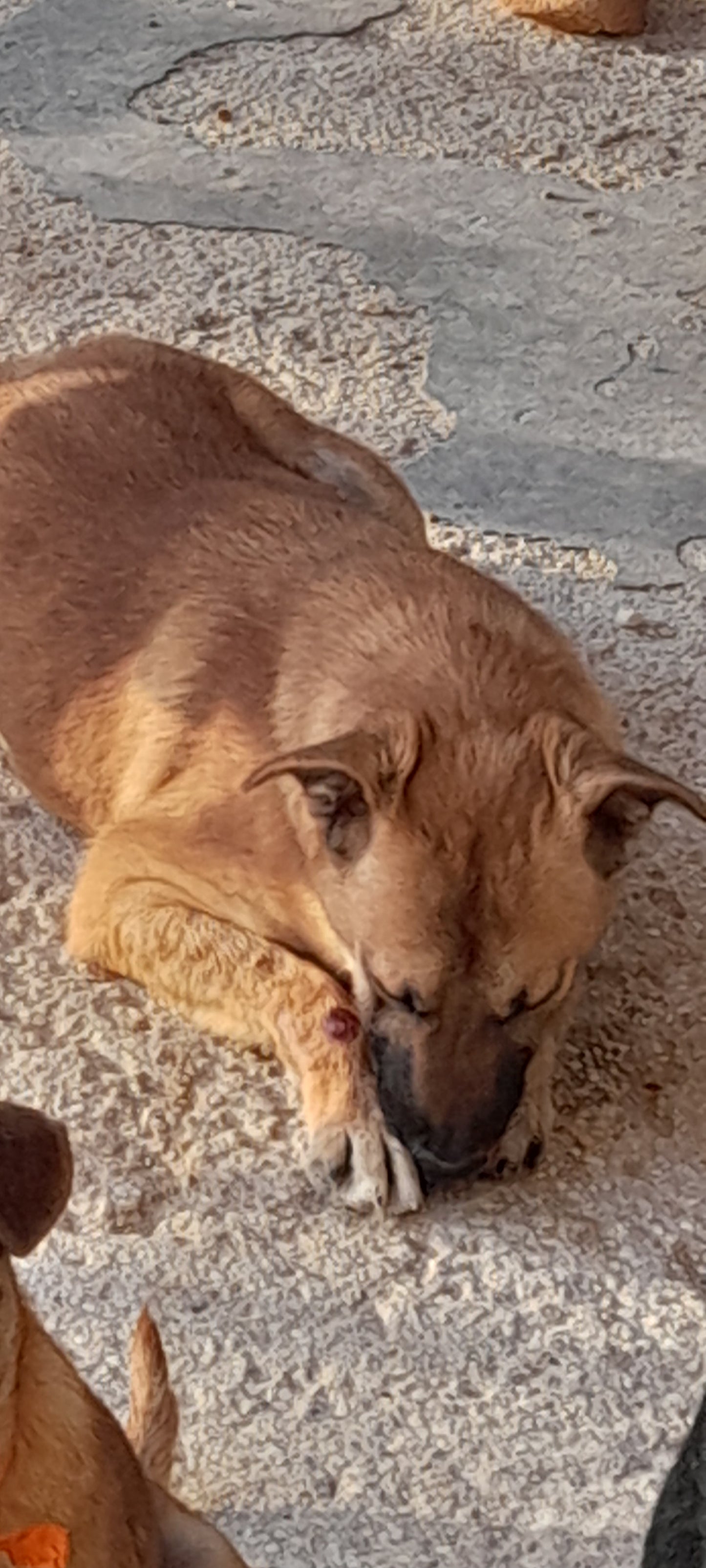 Rupert (Roo's brother)