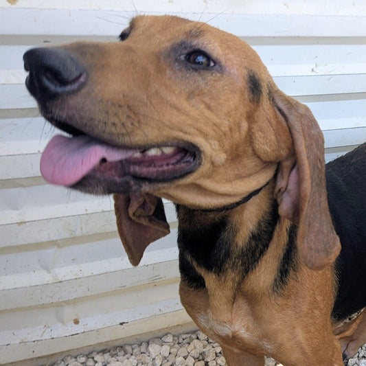 Nova