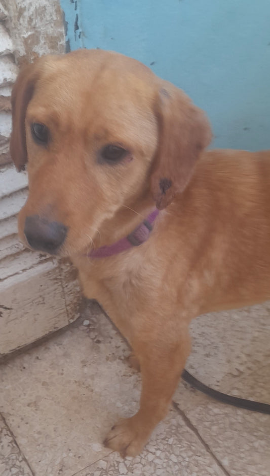 Sam