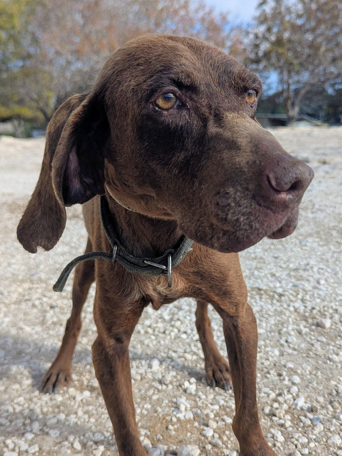 Walter