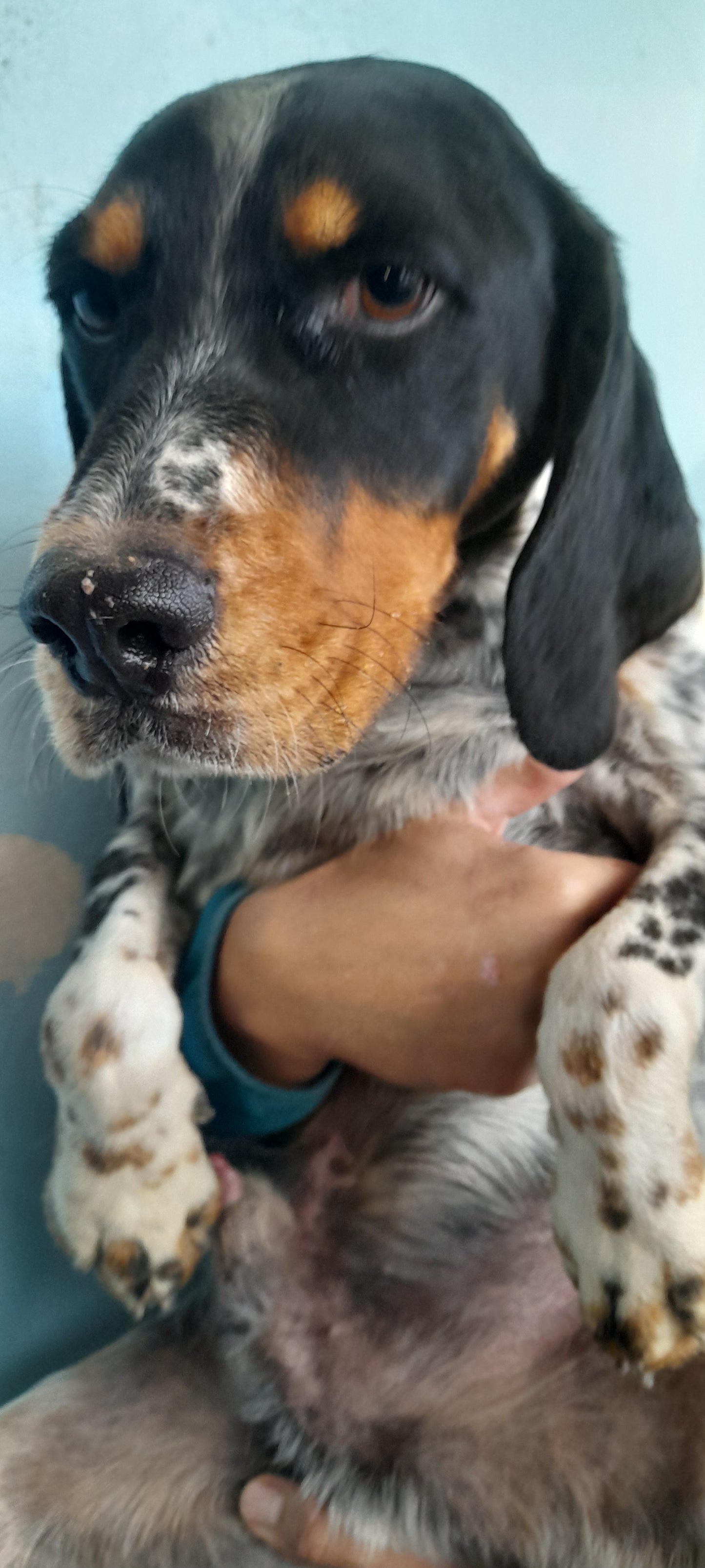Beau