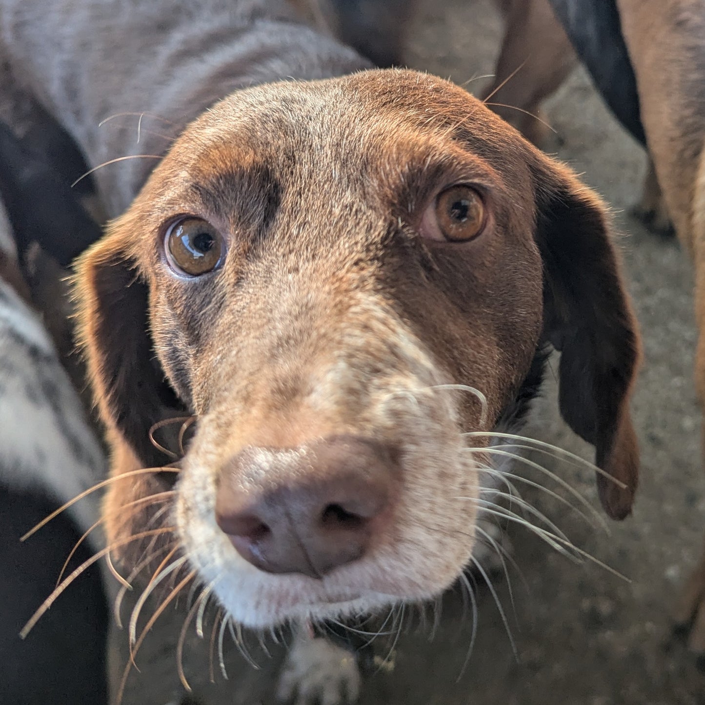 Nora
