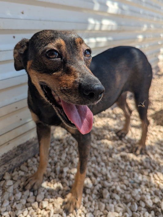 Maya