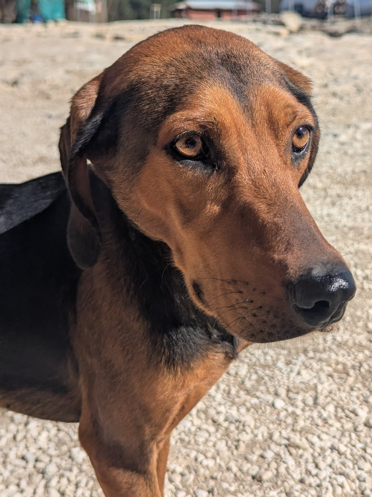 Aldo