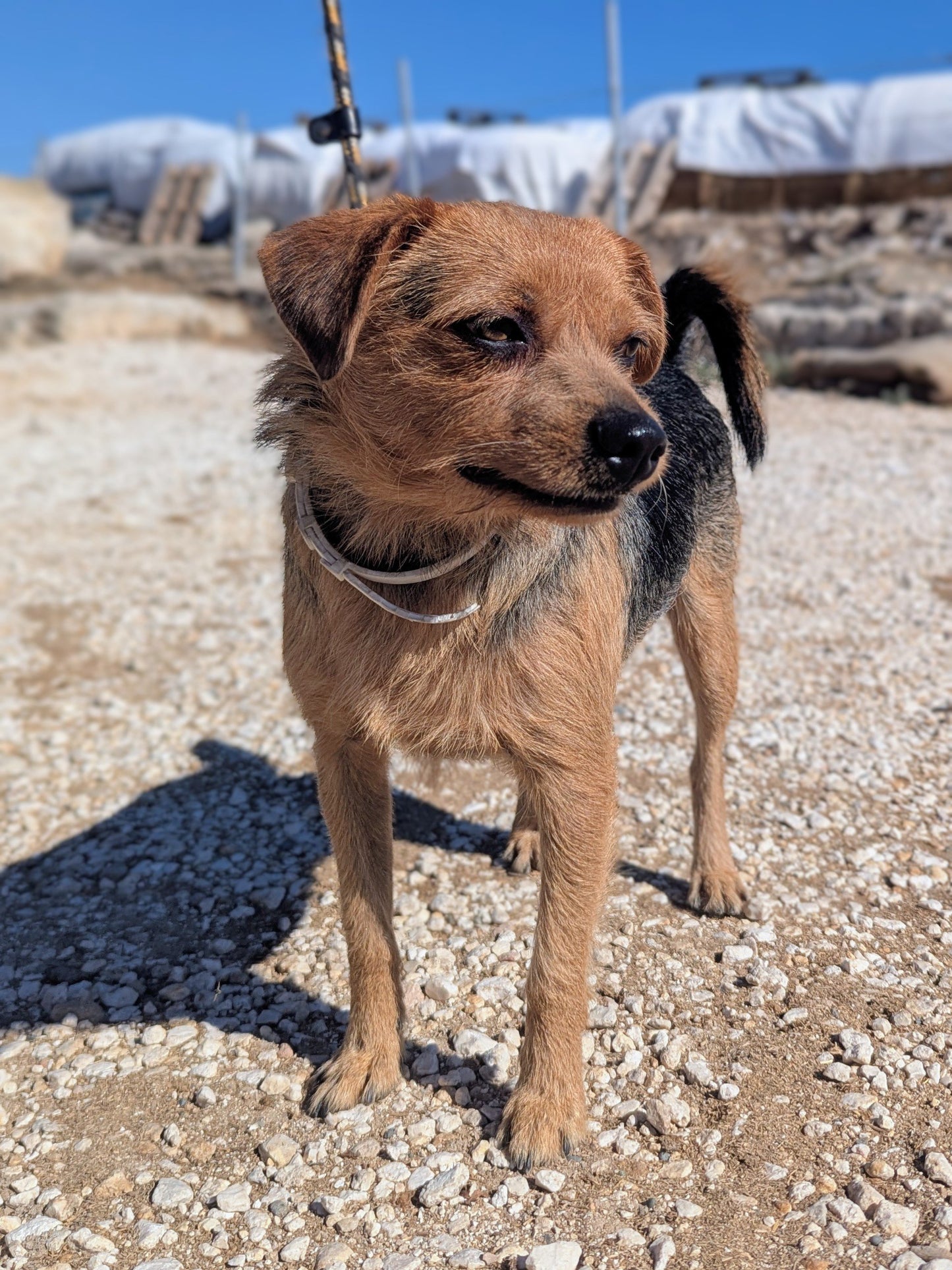 Oreo (originally Max)