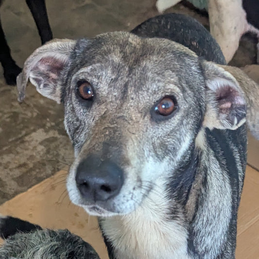 Chrome (Fawn)