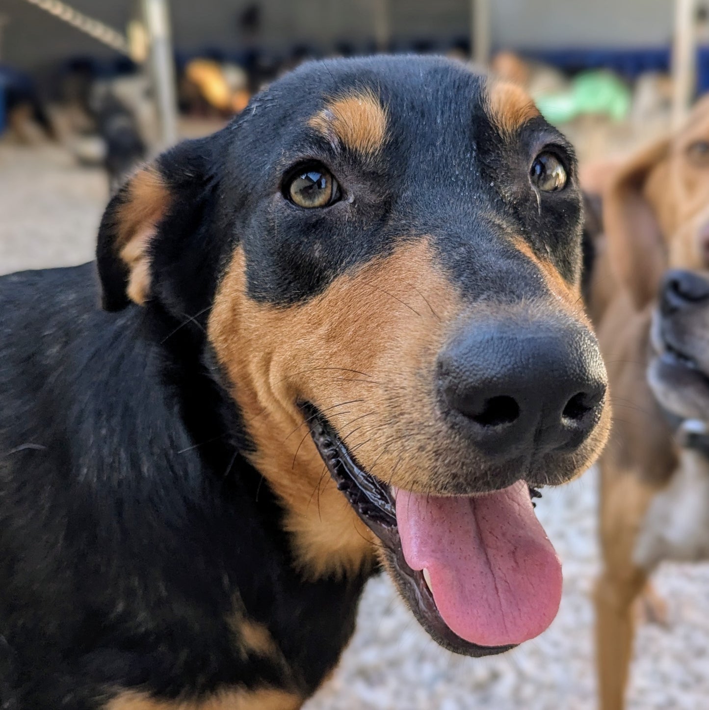 Cinnabon (Булочка)