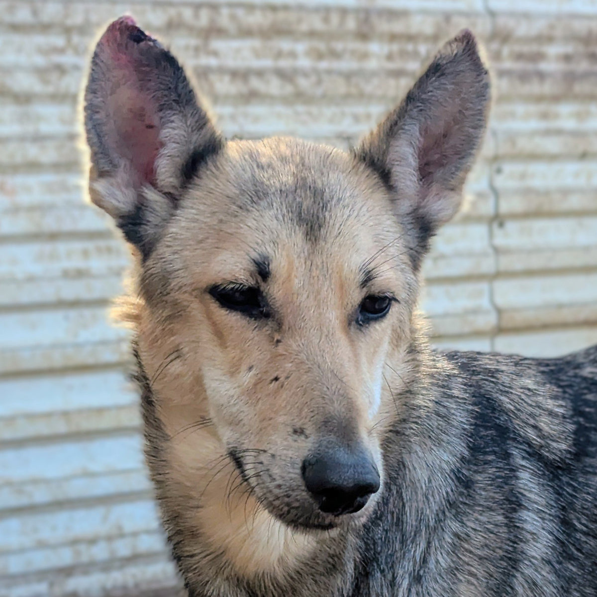 Fuji (originally Woolfie)