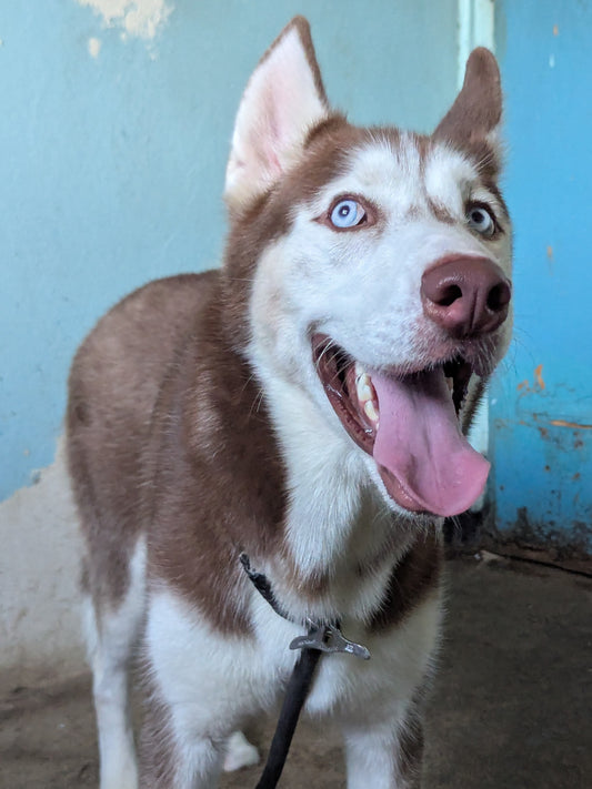 Sirius
