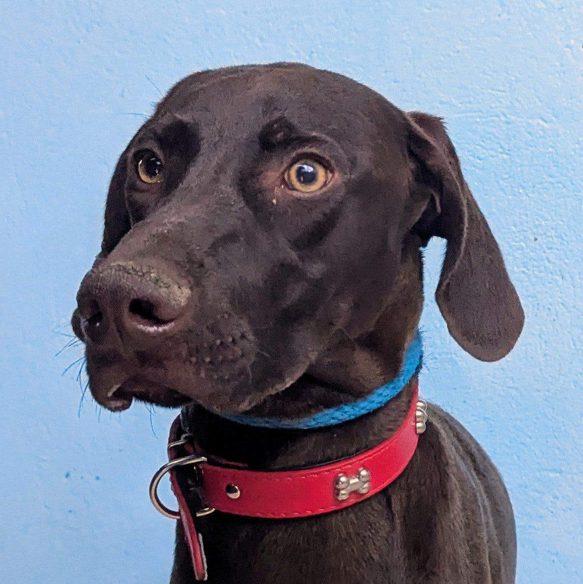 Goran (Lucky for rescuer)