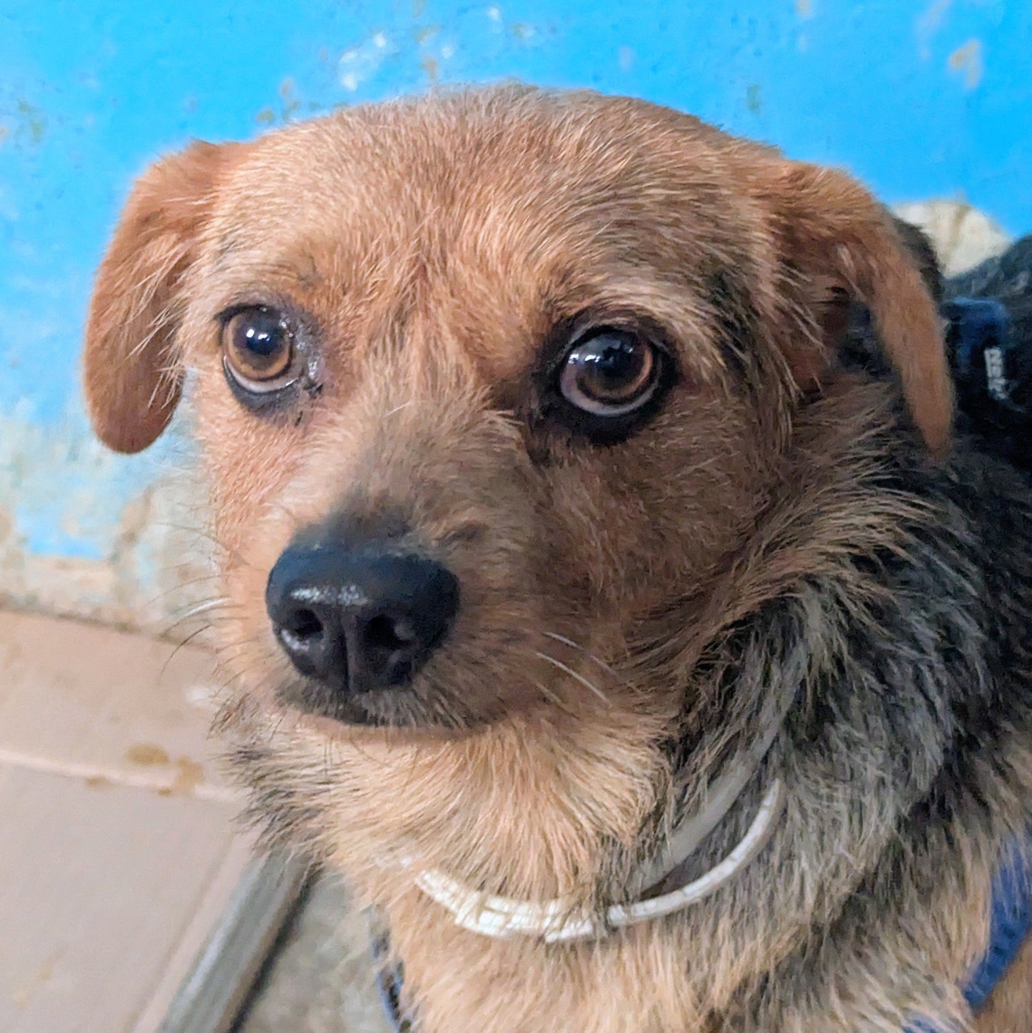 Oreo (originally Max)