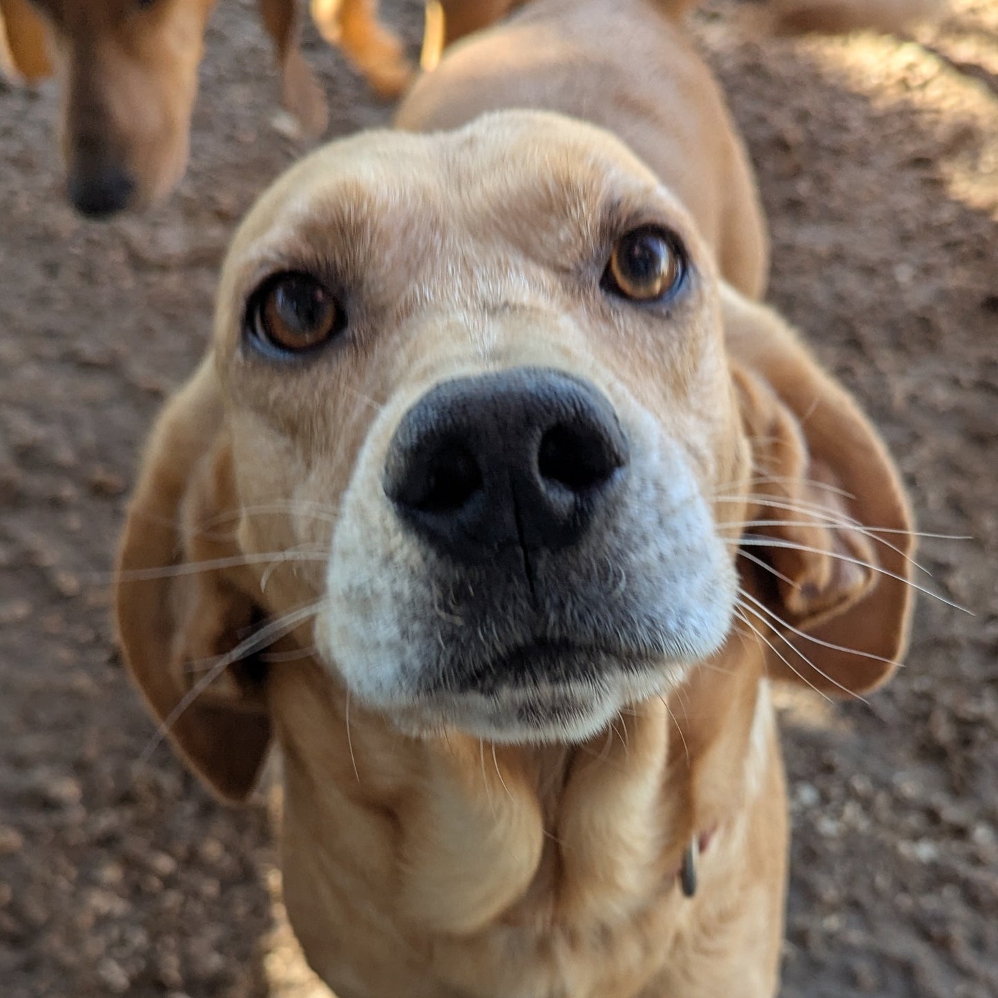 Kima (Adele, Mango)