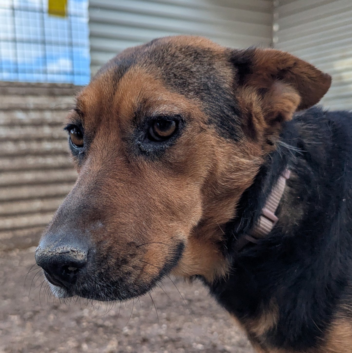 Sarah (Roxy by Claire)