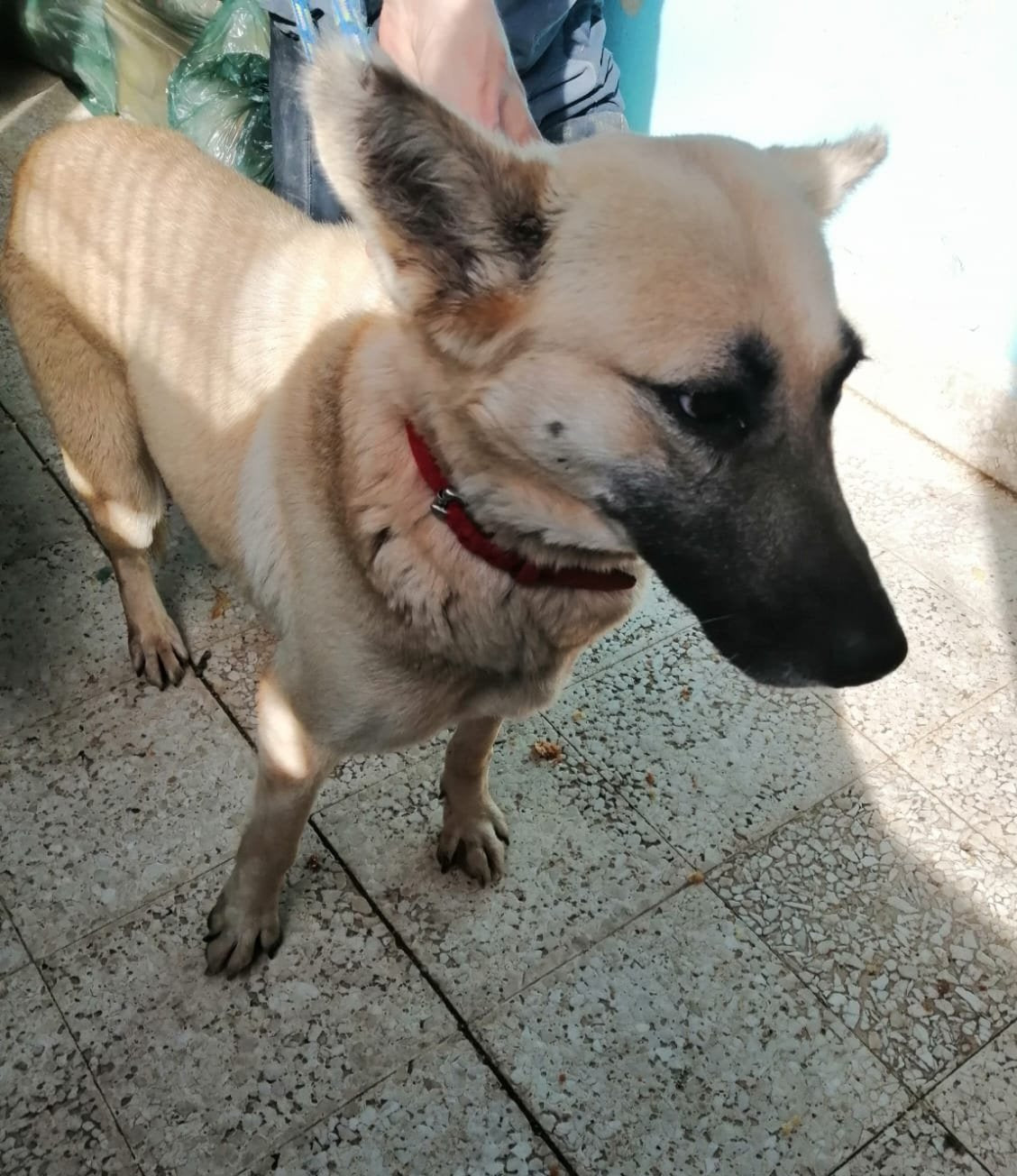 Elsa