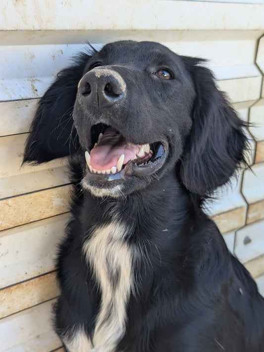 Nala