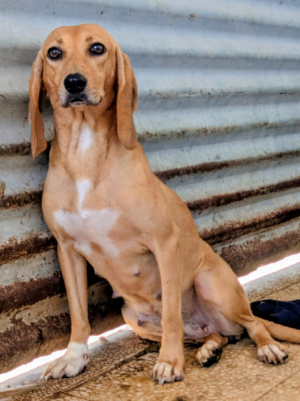 Saffron (Serena)