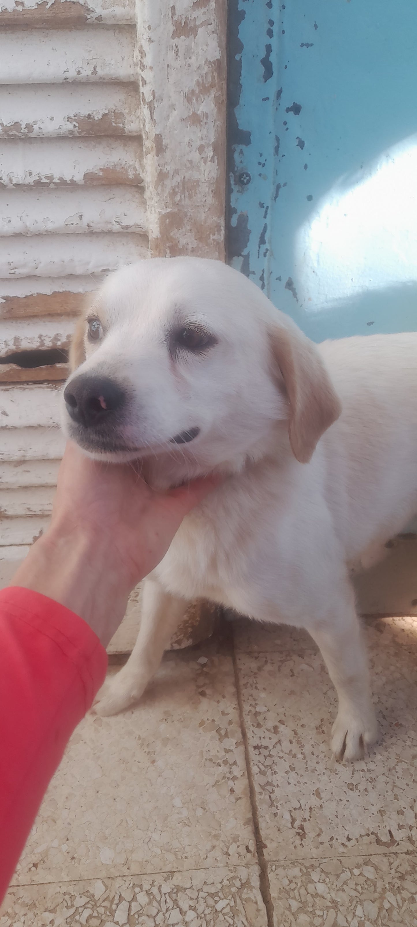 Whitey